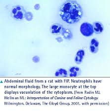 Cats with ascites are usually presented to the veterinarian with a complaint of abdominal distention. Fip Clinical Concerns Vetfolio