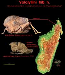 Image result for Rytigynia sp. N