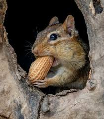 Pin On Beautiful Squirrels