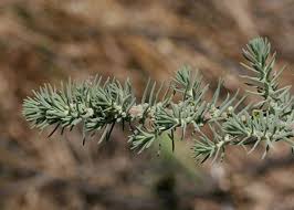 Image result for Suaeda articulata
