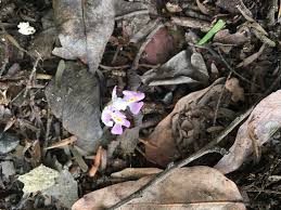 Image result for Brachycorythis lastii