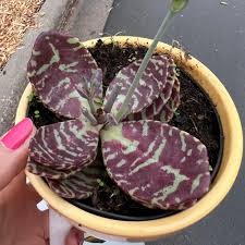 Image result for Kalanchoe humilis