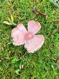 Image result for Xerophyta villosa