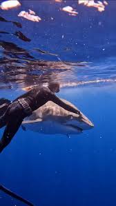 This video of me swimming away from this tiger shark shot by  @mermaid.kayleigh was created as a demonstration to show you guys what  happens if you splash and run away from a shark. Sharks are ...