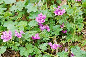 You may spots its purple flowers are produced in july and august. Common Lawn And Garden Weeds In Toronto Greenbloom