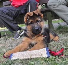 When Will My German Shepherds Ears Stand Up Pethelpful