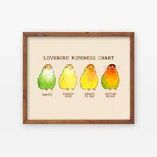 Healthprep.com has been visited by 1m+ users in the past month Lovebird Ripeness Chart Poster Etsy