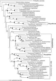 What are the numbers, times and places in the box referring to? Molecular Data Delineate Four Genera Of Thryothorus Wrens Sciencedirect