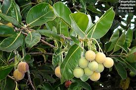 Image result for Clusiaceae