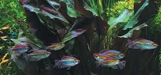 Cryptocoryne crispatula, also known as the balansae plant, has very long, thin leaves with ruffled edges and relatively short stems. Cryptocoryne Crispatula Species Tropical Fish Hobbyist Magazine