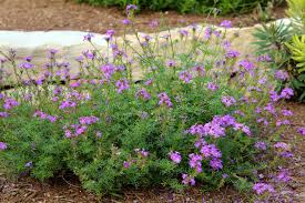 Red flowers for the central texas landscape. Add Interest To Your Garden With The Right Border Plants Entertainment Life Austin 360 Austin Tx