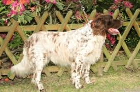 Image result for německý ohař dlouhosrstý