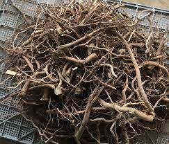 Kava Root Fijian Waka And Micronized Kava Powder Kava Kava Tea South Pacific