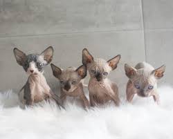 Pinto is a 7 year old sphynx located in tx who was surrendered to us due to his owner not being able to care for his medical condition. Bald Angel Sphynx Cat Breeder Orange Nsw
