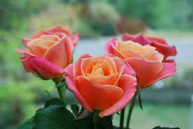 Roses are the most classic flower to send. Year Of The Rose Best Types Of Roses Old Farmer S Almanac