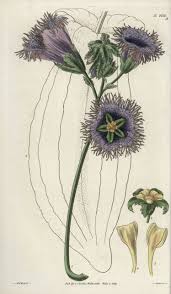 Image result for Telfairia