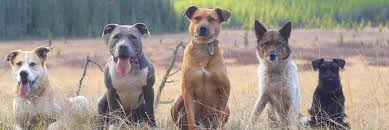 Crate training a puppy is an exercise in patience (with stetson it certainly was). Calgary Dog Training Cultured Canines