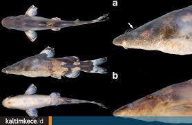 Adalah anggota vertebrata poikilotermik (berdarah dingin) yang hidup di air dan bernapas dengan insang baca juga artikel yang mungkin berhubungan : Lele Jenis Baru Di Pedalaman Sungai Mahakam Berpotensi Jadi Spesies Endemik