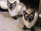Tortie Point Siamese Cats Profile on Siamese Cat Breeder