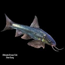 Image result for Satyrium kitimboense