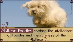 Facts About The Adorable Maltese Poodles With Really Cute Pictures Pet Ponder