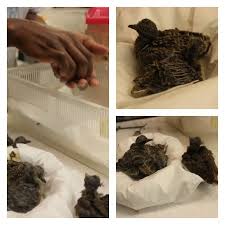 Bird Hitting Window Meaning Wild Bird Rescue And National Volunteer Week Post Is Sponsored By Dawn National Volunteer Week Volunteer Week Wild Animal Rescue