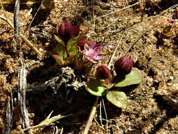 Image result for Bergia