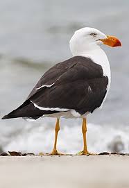 Image result for seagull