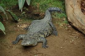 Morelet S Crocodile Wikipedia