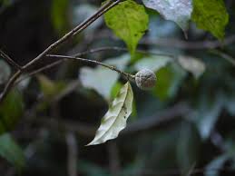 Image result for Dichapetalum