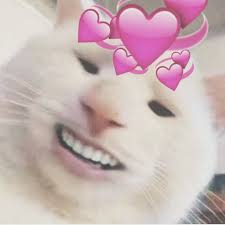 When the size of your photos matters, you often have to give up its quality. Cursed Cat Cute Selfie Notmyrodrick Instagram Meme Cursedimage Cursedimages Kittens Mintycitrus Vsco