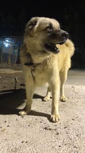 kangal adana ana sayfa facebook