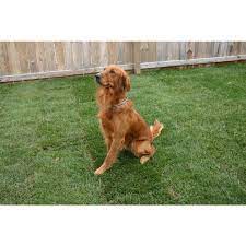 Learn about our north star golden retriever trained puppies. Puppies For Sale Golden Retrievers In Glenview Illinois Golden Retriever Dog Breeder Dogs For Sale