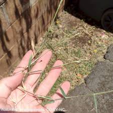 Image result for Moorochloa eruciformis