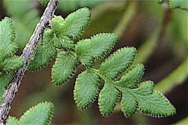 Image result for Cheilanthes inaequalis