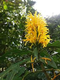 Image result for Justicia aurea