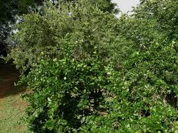 Image result for Coddia rudis