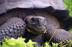 Their total population is estimated to a number of 15,000. New Species Of Galapagos Tortoise Found On Santa Cruz Island Science Smithsonian Magazine