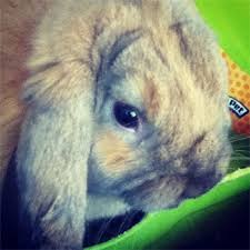 The pet rabbits can eat salted sunflower seeds but as a treat only not as food, and the shell should be removed. Rabbits Got Into Bag Of Peanuts Binkybunny