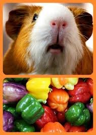 Pin On Health Well Being Of Your Animals