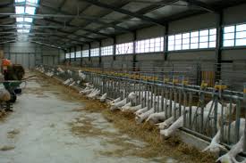 Стойло для овец - DUE A s.r.l. - для коз