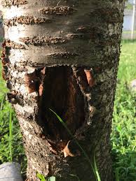 Cherry tree bark rotting les cerisiers sont populaires à la fois pour leurs fruits et leurs fleurs printanières. Cherry Tree Peeling Ask An Expert