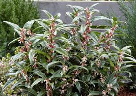 Image result for Trochomeria hookeri