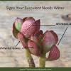As long as it's about succulents you may post it here! 1