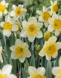 Narcissus Sempre Avanti Useita Vareja I 2020 Paskliljor Varblommor Tradgardsvaxter