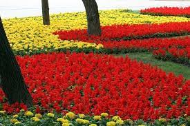 Yellow Marigolds And Red Salvia Salvia Flowers Nature Planting Flowers