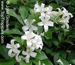 We did not find results for: Murraya Paniculata Orange Jasmine Orange Jessamine Mock Orange Lakeview Jasmine Chinese Cosmetic Boxwood Fragrant Flowers Herbal Plants Plants