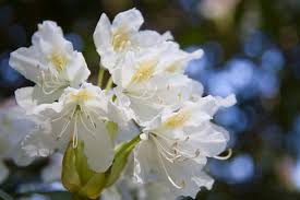 Geben sie eine kalenderwoche oder ein datum ein z.b. Pfingsten 2015 In Rostock Und Warnemunde Rostock Heute