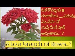 Pin On Roseplantgrowth