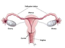 However, they occasionally present with squamous differentiation. Uterine Sarcoma Symptoms Tests Prognosis Treatment